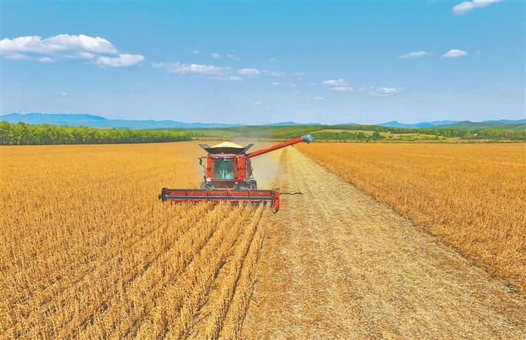 大豆单产提升背后的科技密码