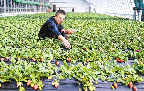 零下40℃，坝上大棚一片绿