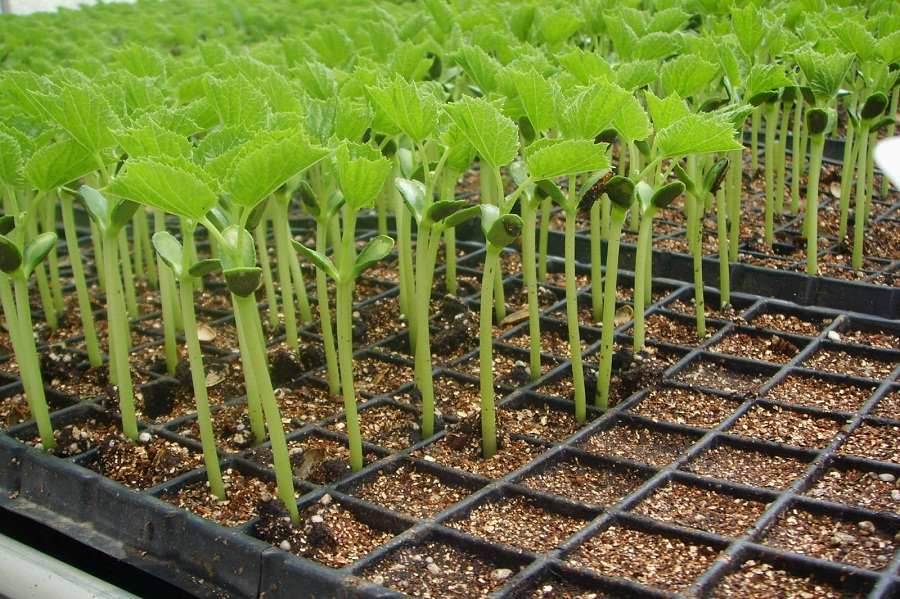 植物育种有望“基因导航”