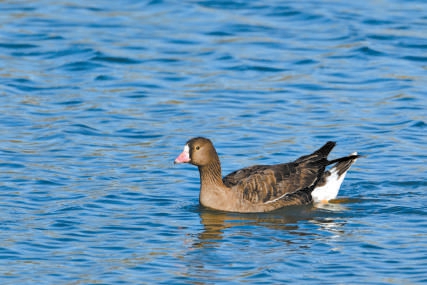 珍稀动物群落印证湿地生态达优质水平