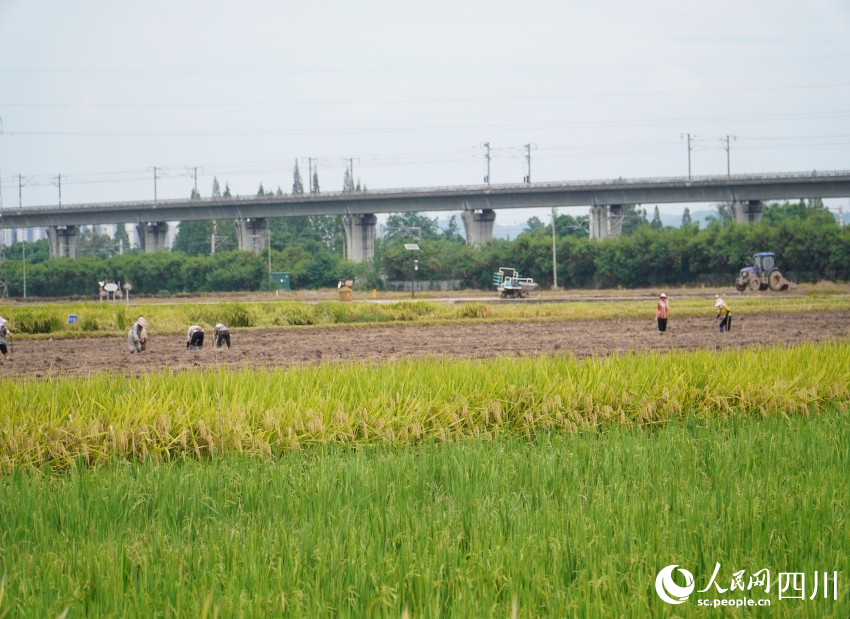 四川眉山东坡区永丰村村民正利用水稻收割后的空闲时间抓紧种植蔬菜。人民网 赵祖乐摄